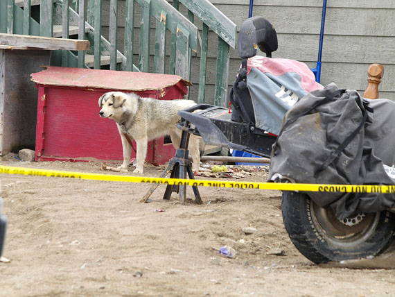 A family dog still tied up outside house 2534 in Iqaluit June 7, where police found the bodies of a woman and two children. Earlier that day, police found the body of a man in his early 40s lying on top of a grave at the cemetery. As of June 8, RCMP members in Iqaluit continued to investigate the case. (PHOTO BY CHRIS WINDEYER)
