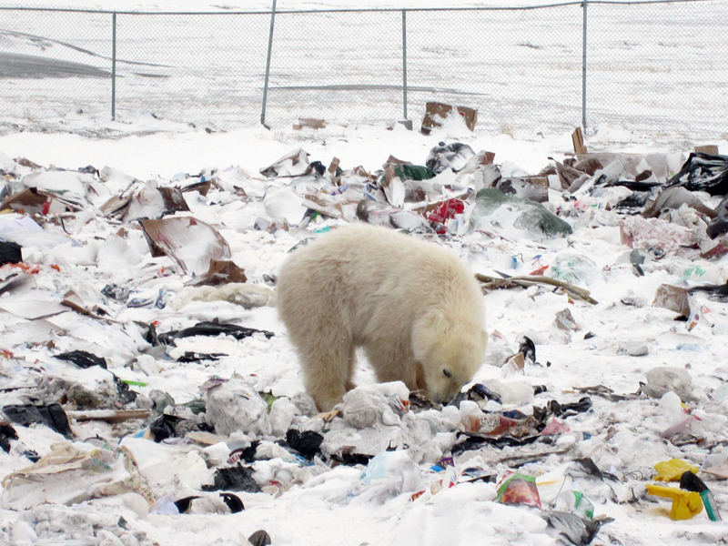 A polar bear rummages around the dump outside of Arviat. The hamlet hopes to renew a contract with the World Wildlife Foundation that helps pay a polar bear monitor to protect the community from nuisance bears. (PHOTO COURTESY OF THE HAMLET OF ARVIAT) 