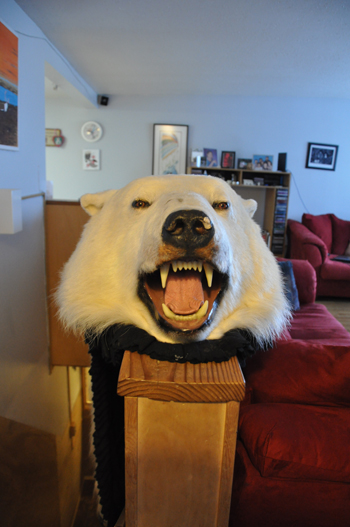 A stuffed polar bear head sits on display at an Arviat bed and breakfast. The local MLA has called on the territorial government to increase the number of polar bear hunting tags to the western Hudson Bay community to help deal with nuisance bears. (PHOTO BY SARAH ROGERS) 