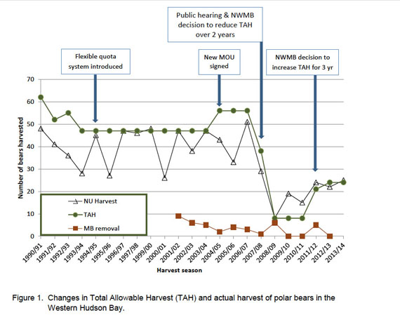 Follow the bouncing polar bear quota. This graph shows the abrupt changes to the total allowable harvest for the Western Hudson Bay polar bear subpopulation that occurred after 2005. (IMAGE EXTRACTED FROM GOVERNMENT OF NUNAVUT SUBMISSION TO NUNAVUT WILDLIFE MANAGEMENT BOARD)