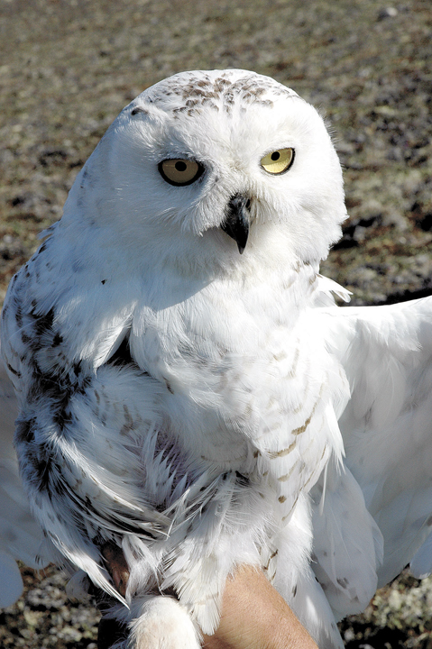 The snowy owl, which is the official bird of Quebec, has many names: Arctic owl, great white owl, ghost owl, ermine owl, tundra ghost, ookpik, Scandinavian nightbird, white terror of the North and highland tundra owl. (FILE PHOTO)