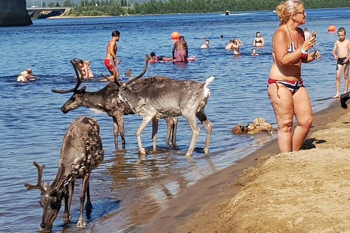 On July 20 in Rovaniemi, Finland, reindeer share the cool river waters with swimmers as the temperatures surpass 30 C.  This photo, snapped by a passerby, became widely circulated, as an image of the unusually hot northern weather. (PHOTO BY PEKKA NIINIVAARA/FACEBOOK)