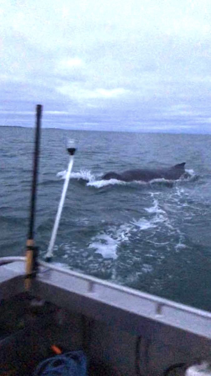 The humpback whale that visited Arviat can be seen in this photo taken by Jordan Unainuk St. John. (PHOTO KRISTIN WESTDAL/TWITTER)