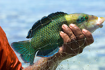 This reef fish is a mainstay of the traditional diet in Pohnpei, Micronesia. (PHOTO COURTESY OF KP STUDIOS)