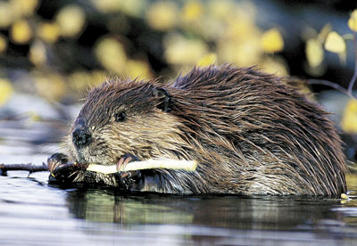 The beaver, also known as castor canadiensis, is no longer forms part of the identity of a popular history magazine that has published continuously since 1920. (FILE PHOTO)