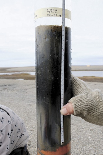Sediment cores like this one recovered from Eider Pond provide information about contaminants and even differences in seabird diets. (COURTESY JOHN P. SMOL, QUEEN’S UNIVERSITY)