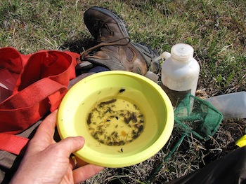 This is what a typical “yellow pan” bug trap looks like after about four days in the field. The trap resembles a small yellow bowl that’s either laid on the ground or dug in so they’re flush with the ground.  Flying insects like butterflies, wasps, flies, are attracted to the yellow colour from above, while ground-dwelling critters like spiders, beetles, grasshoppers, stumble in. (PHOTO BY CRYSTAL ERNST)