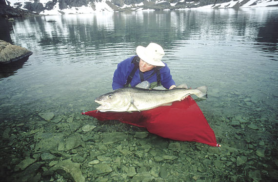 Dalhousie University grad student Dave Hardie with one of Lake Ogac's giant cod, during a research trip in 2003. (FILE PHOTO)