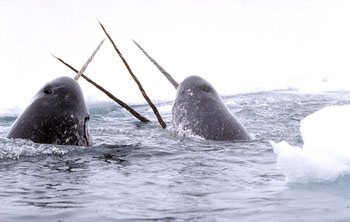Cathy Towtongie, the president of Nunavut Tunngavik Inc., says the Department of Fisheries and Oceans does not have the right to impose export bans on narwhal tusks without consulting Inuit first. (FILE PHOTO)