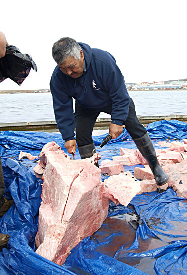 Hunter Joshua Kango of Iqaluit carves up maktak Aug. 18 from the 46-foot bowhead whale Iqaluit hunters caught earlier in the week. (PHOTO BY CHRIS WINDEYER)