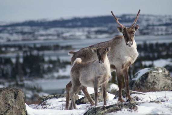 Quebec announced new regulations for Nunavik's sport caribou hunt Dec. 21, which will limit the 2012-2013 hunt in zones around the Leaf and George Rivers. The move responds to recent surveys by biologists who say they've seen a dramatic decline in the numbers and overall health of Nunavik's caribou. The new rule won't impact the Inuit harvest, but the province says their plan encourages Inuit to monitor and manage future caribou hunts. Read more about it today on www.nunatsiaqonline.ca (FILE PHOTO)