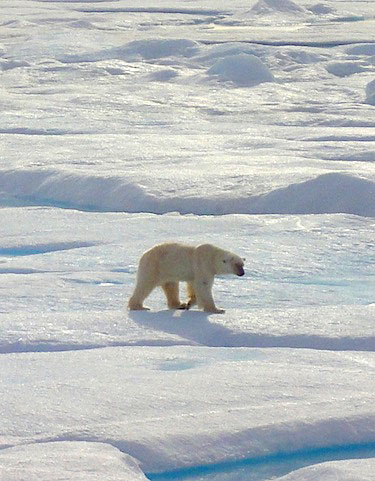 The Government of Nunavut survey shows polar bears in western Hudson Bay are more numerous than some forecasts predicted. (FILE PHOTO)