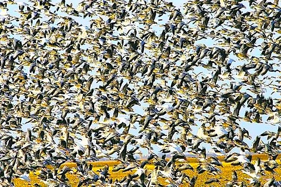 Photo Snow Geese On The Move Nunatsiaq News