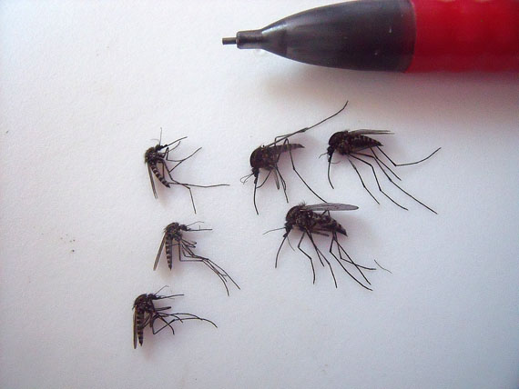 Photo The Arctic s Thriving Mosquitoes Nunatsiaq News