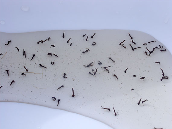 What Do Baby Mosquitoes Look Like? 