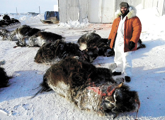 Mathieu Dumont, the Government of Nunavut’s regional wildlife biologist for the Kitikmeot region, in February 2011 with freshly-caught muskox outside the Kitikmeot Foods Ltd. plant in Cambridge Bay. The annual muskox hunt normally provides horns, qiviuq and about 25,000 pounds of meat to Kitikmeot Foods, which is owned by the Nunavut Development Corp. and the Ikalututiak Hunters and Trappers Organization. Next February, however, the hunt will be cancelled. (FILE PHOTO)