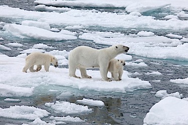 The Convention on International Trade in Endangered Species of Fauna and Flora has recommended that a U.S. proposal to ban the international trade of polar bears be rejected when the parties to the international trade pact meet next month in Thailand. (FILE PHOTO)