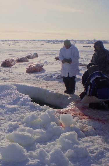 Sanikiluaq hunters look down Feb. 14 at one of the breathing holes where about 20 belugas are trapped. (SUBMITTED PHOTO)