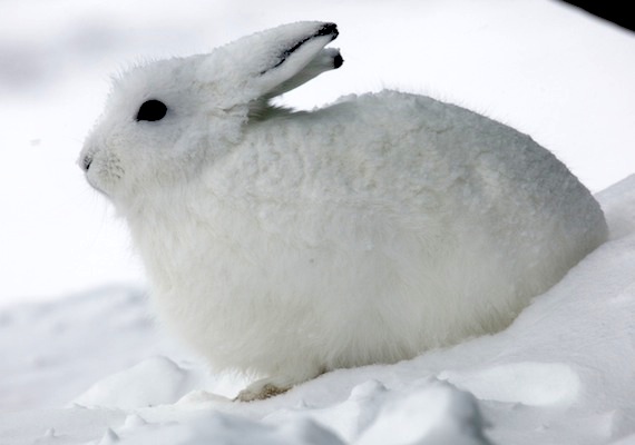 This Arctic hare, a possible cousin to the Easter Bunny, was spotted recently near Arctic Bay, taking a break on a snowdrift. During this Easter weekend, you can follow breaking news on Nunatsiaqonline.ca. We'll be back to our normal daily news updates on April 2. Happy Easter! (PHOTO BY CLARE KINES)