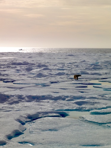 A new study says polar bears, like this one walking on the ice off the north Baffin coast, may be at risk of new diseases and parasites as the climate warms. (PHOTO BY JANE GEORGE)