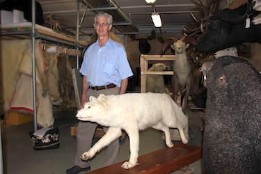 David Gray stands beside an Arctic wolf that attacked Diamond Jenness on the Coppermine River in 1915 during the Canadian Arctic Expedition 1913-1918. Stuffed and mounted, it's now stored in the fur vault at the Canadian Museum of Nature's collections facility in Gatineau. Gray hopes to document some of the original CAE sites during a trip to Banks Island this summer. (PHOTO BY LISA GREGOIRE)