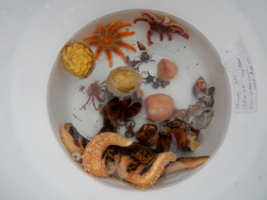 A bowl of creatures gathered from the sea floor of Steensby Inlet in 2012 including sea stars, hermit crabs, sea urchins and anemones. The organisms will form part of a Steensby Inlet marine life inventory which could help identify foreign creatures unwittingly introduced by ships heading for the Mary River iron mine. (PHOTO COURTESY OF DFO)