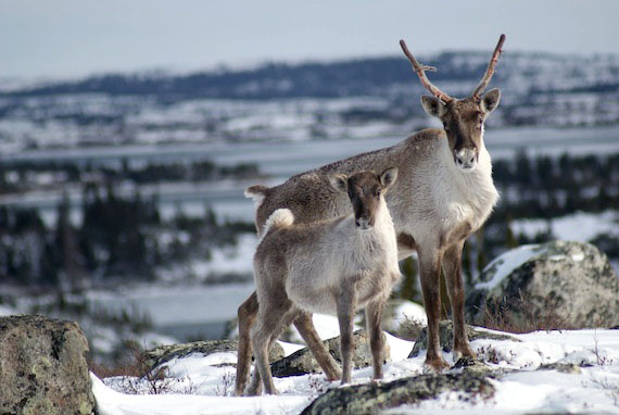 Caribou in Nunavik, such as these members of the Leaf River herd, could be threatened with extinction by 2080, according to a recent international study on caribou populations and climate change, headed up by researchers at Université Laval in Quebec City. (PHOTO BY JOELLE TAILLON)