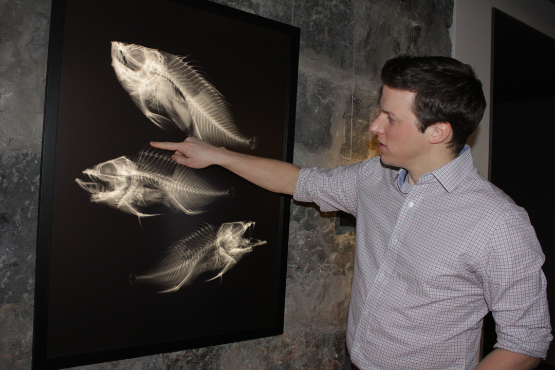 Roger Bull, project manager for Beneath the Surface: X-rays of Arctic Fish, an exhibit which just opened at the Canadian Museum of Nature, explains how he used sewing thread to pull up the spiky spine of the Acadian redfish. (PHOTO BY LISA GREGOIRE)