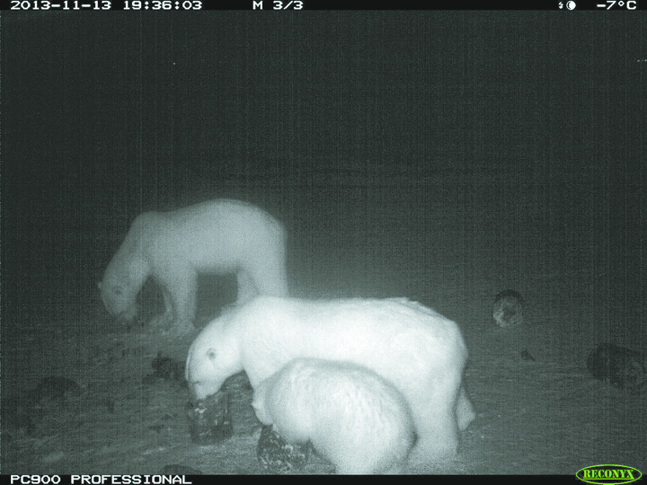 This night photo shows polar bears outside of Arviat clawing at frozen seal meat. The local wildlife office put the food outside the hamlet limits in November 2013 to keep the bears at bay as they migrate north. (PHOTO COURTESY OF ARVIAT WILDLIFE OFFICE) 