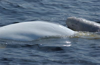 Nunavik’s beluga hunt opened April 26. (IMAGE COURTESY OF DFO) 