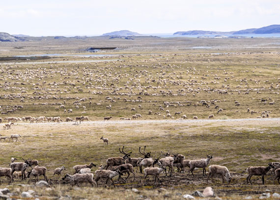 Caribou migrating through the Kivalliq region near Rankin Inlet. The Nunavut Planning Commission's draft land use plan for Nunavut would ban mining and other industrial areas in about 80 per cent of Nunavut's caribou calving and post-calving areas. But in calving and post-calving areas with high mineral potential, mining would be allowed subject to certain conditions, under the 