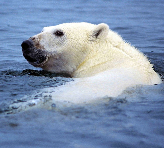 The Nunavut Government has modified its polar bear surveys to incorporate less invasive techniques. The current survey of the M'Clintock Channel sub-population of polar bears involves tracking animals with helicopters and shooting them with darts which gather bits of the bear's DNA before falling off. The darts are later retrieved and the tissue is analyzed. (WIKIMEDIA COMMONS PHOTO) 