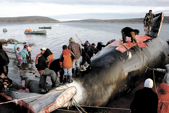 Hunters in Kangiqsujuaq hosted Nunavik's first modern-day bowhead harvest in 2008. (FILE PHOTO) 