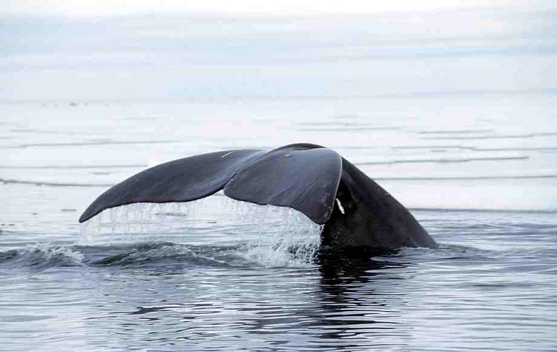 First-time bowhead whale hunters from Chesterfield Inlet have had a hard time spotting the sea mammal in Roes Welcome Sound, over a three-week search. The crew is determined to catch a whale by the end of September. (PHOTO FROM WIKIMEDIA COMMONS)