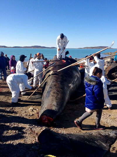 Kugaaruk’s bowhead whalers start flensing their catch just outside the community, Sept. 1. (PHOTO COURTESY OF CHILDERIK QAYAQSAAQ)

