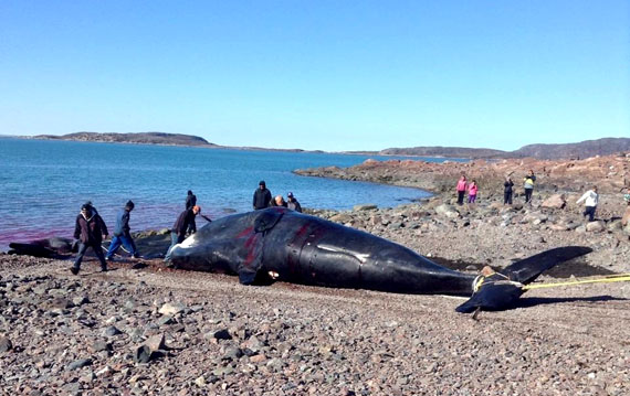 Kugaaruk hunters haul their 31-foot-long bowhead whale catch ashore, just outside the community, Sept. 1. The hunters spent the whole day skinning and butchering the animal, which they caught in the waters of Pelly Bay, 47 kilometres north of the hamlet. (PHOTO BY LAETITIA APSAKTUAN)