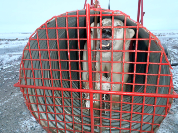 This fall, Arviat wildlife officer Joe Savikataaq Jr. set up this bear trap outside the community to capture polar bears and relocate them farther north of the community. (PHOTO COURTESY OF J. SAVIKATAAQ) 
