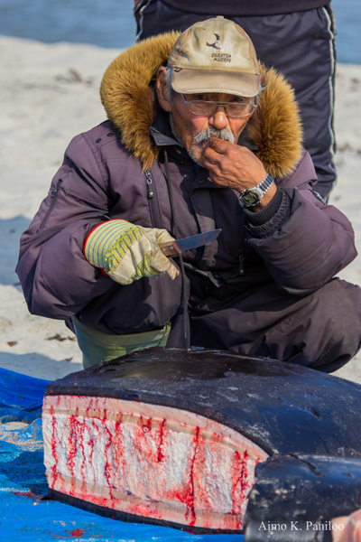 Peter Paneak enjoys a piece of muktuk off the bowhead whale harvesters in Clyde River caught last August. (PHOTO BY AIMO PANILOO)