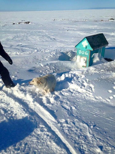 The family dog has his little house nearby the cabin. (PHOTO COURTESY OF S. SAVIKATAAQ)