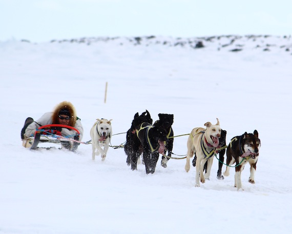 Andrew Porter of Gjoa Haven races his dog team to a winning finish in Rankin Inlet, an event that's part of Pakallak Tyme, the spring festival which started April 24. Porter's goal: to win the race for Janice Simailak, his cousin who is now going into debt as she receives cancer treatment in Toronto. (PHOTO BY PAGE BURT)