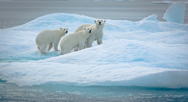 A mother polar bear and two cubs at Sam Ford Fiord, near Clyde River, August 2014. (PHOTO BY NIORE IQALUKJUAK)