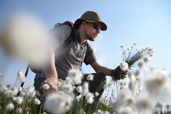 Dr. Jeff Saarela collects Arctic cotton specimens in the Kitikmeot in 2014 as part of the Canadian Museum of Nature's Arctic Flora of Canada and Alaska project. A flora is an inventory of plant species growing in specific locations, and  Arctic regions have been sorely lacking in such an inventory. The project is timely because botanists want to get a snapshot of what's growing in the Arctic now before that evolves under the impacts of climate change. This is the sixth major botany trip for the museum team of Saarela and Roger Bull who have surveyed several Nunavut locations including the Soper River valley and areas outside of Kugluktuk. This year's trip, to islands and mainland regions near Cape Dorset for most of July, was a bonus; they were invited to join a team of wildlife researchers from Environment Canada. They plan to help those researchers identify plant species and also collect their own specimens for the flora project. (PHOTO BY ROGER BULL)