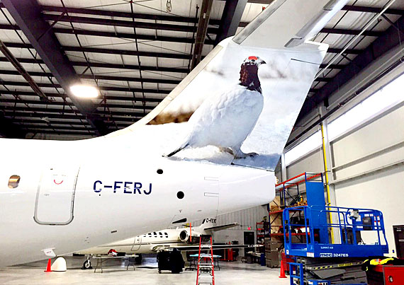 First Air unveiled its latest tail design: a ptarmigan, snapped by photographer Michelle Valberg outside Arviat in 2013. The Arctic bird appears on one of First Air's Avro RJ85s, which is set to start flying the Edmonton-Yellowknife-Normal Wells-Inuvik route at the end of July. Ottawa-based Valberg, who has extensively toured and photographed Canada's North, has another image on the tail of a First Air plane — a photo of king eider ducks. (PHOTO COURTESY OF MICHELLE VALBERG)