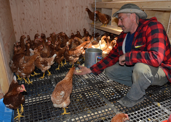 Thomas Shea, head of Kuujjuaq's Niqlitt wildlife committee, feeds one of the 120 new laying hens brought up as part of a food production initiative. (PHOTO BY ISABELLE DUBOIS) 