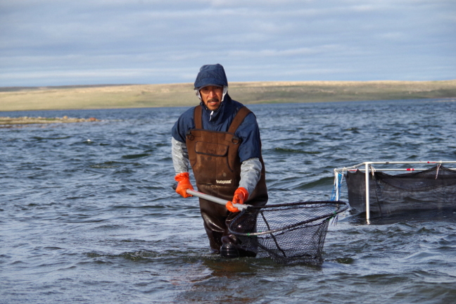 Research Assistant Meyok Omilgoetok of Cambridge Bay helps collect Arctic char samples in July. (PHOTO BY MARIANNE FALARDEAU)