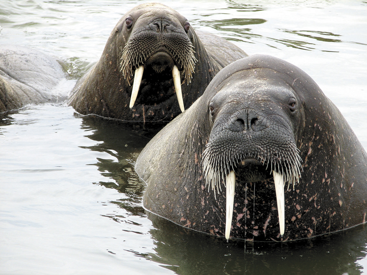 In Nunavut, the trichinella parasite is most commonly found in walruses. One animal hunted near Rankin Inlet tested positive for the parasite this week, the GN said. (FILE PHOTO) 