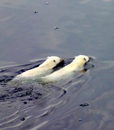 These two polar bears, photographed swimming together in August 2010 in the David Strait, look to be at ease in the open water. (PHOTO BY JANE GEORGE)