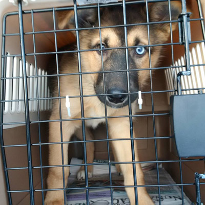 Max, a dog rescued in Iqaluit, is pictured as he is transported south earlier this month, to be put up for adoption. (PHOTO COURTESY OF IHS)