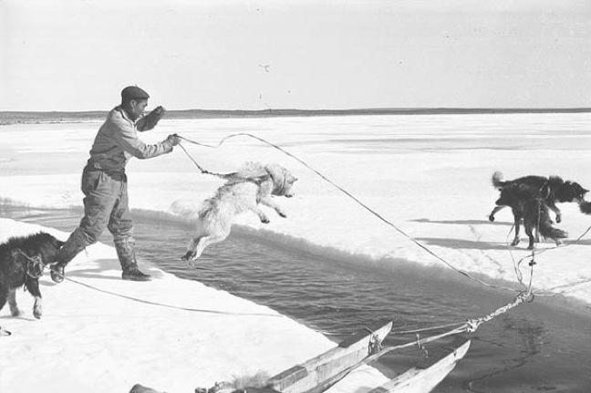 'Peter Napacherkadiak & team crossing open channel' - (Inuk) - Talurjuaq, Nunavut 1950. (PHOTO BY RICHARD HARRINGTON)