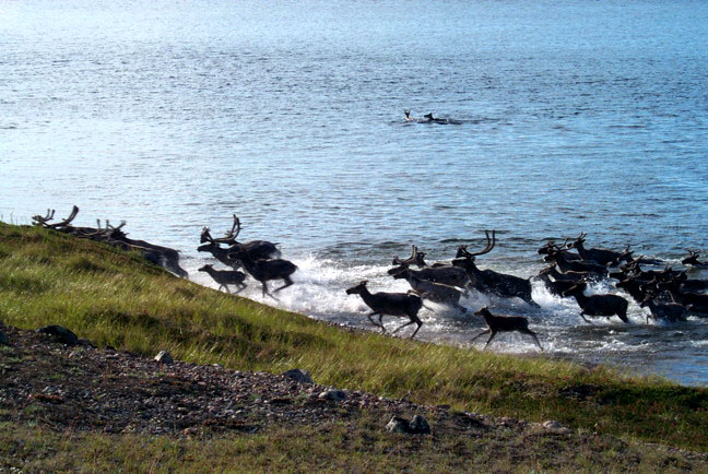 One of the largest caribou herds in North America, the Qamanirjuaq, is located in Nunavut's Kivalliq region. Conservation groups, and GN Department of Environment staff, are warning of the potential for future decline. (PHOTO BY MITCH CAMPBELL)